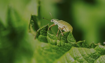 weevil on the move