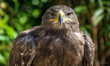 Close-up of a powerful eagle showcasing intense gaze and detailed feathers in a natural setting. Ideal for nature and wildlife photography showcases. A majestic bird of prey with piercing eyes and a sharp beak, captured in vivid detail against lush green foliage. Perfect for wildlife photography portfolios.