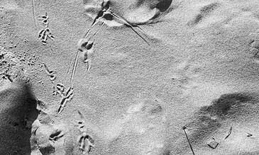 1. Sand dune footprints and abstract shadows in black and white, showcasing a serene beach scene.
