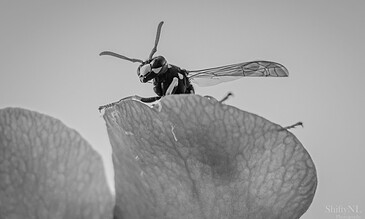 1. Close-up of a detailed wasp on a leaf in black and white, showcasing intricate wings and segmented body with sharp focus and high contrast.