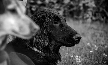 2. Captivating black and white photo capturing a dog's expressive face, showcasing loyalty and contemplation. 1. Black and white close-up of a curious dog with long, wet fur gazing thoughtfully into the distance.