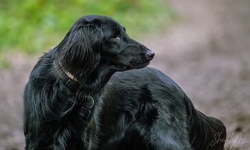 Black English Setter dog gazing thoughtfully outdoors, showcasing elegance and serenity in a natural setting.