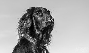 1. Black and white photo of a majestic dog looking into the distance against a clear sky, capturing a moment of calm and bravery.