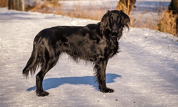 1. Black retriever dog standing on snowy ground during winter, with trees and a fence in the background, captured in warm sunset light for outdoor pet photography.