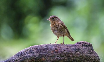 young robin
