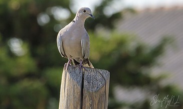 A bird perched on a weathered wooden post outdoors with blurred greenery in the background.