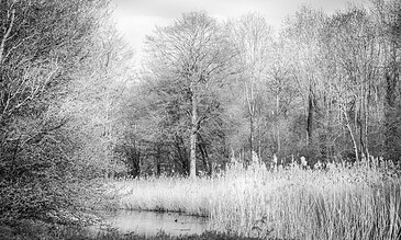 Serene black and white photograph of a winter landscape with bare trees and tall grasses beside a tranquil waterway, emphasizing natural textures and peaceful scenery. A lush winter landscape featuring leafless trees and tall grasses along a calm water body, captured in black and white.