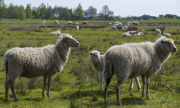 Sheep grazing peacefully in a vibrant green pasture, capturing rural wildlife and natural landscape, ideal for nature and wildlife photography. Sheep grazing in a lush green field with a flock in the background, under a partly cloudy sky, showcasing rural wildlife and nature scenery.