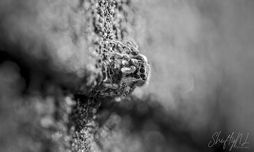 Detailed macro shot of a small insect on tree bark, emphasizing textures and natural elements in black and white. A close-up black and white photograph of a tiny insect crawling on a textured tree bark surface, highlighting intricate details and natural textures.