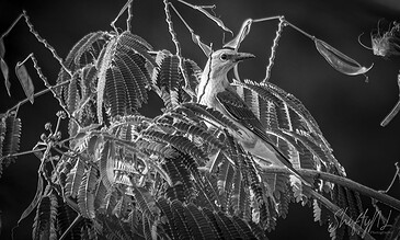 A striking black and white photograph of a bird sitting among fern-like leaves, highlighting intricate details and natural beauty. A bird perched on a leafy branch, captured in black and white with detailed textures and contrast.