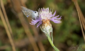A colorful butterfly perched on a purple wildflower in a natural outdoor setting, showcasing macro wildlife photography.