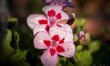 Pink and white geranium flower with red markings, close-up shot highlighting delicate petals and vibrant colors.