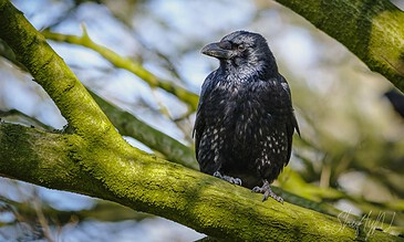 Black crow perched on a moss-covered tree branch in a natural setting, showcasing wildlife photography.