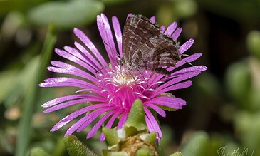 Close-up of a butterfly on a vibrant pink flower, showcasing detailed wings and natural beauty in a garden setting. A lush pink flower with a butterfly perched on its petals, surrounded by green foliage.