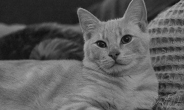 A black and white photo of a serene cat resting comfortably, highlighting its peaceful posture and expressive eyes. Ideal for wildlife and animal photography portfolios. A cute, relaxed cat lying on a soft surface, showcasing its calm demeanor and gentle expression. Perfect for pet and animal photography enthusiasts.