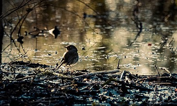 A bird perched on a branch near water in a natural wetland setting during sunset.