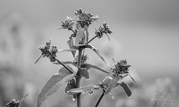 Close-up of a plant with tiny flowers and detailed leaves captured in monochrome, emphasizing texture and form. Delicate plant with small flowers and textured leaves in black and white, showcasing macro nature photography.