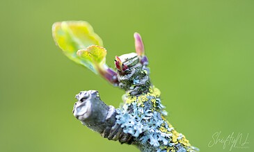 Close-up of a new leaf sprouting from a mossy branch, captured in sharp detail with vibrant colors, highlighting macro nature photography. Bright green leaf emerging from a textured, moss-covered branch with a blurred green background, showcasing macro nature photography.