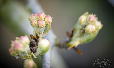 Close-up macro photograph of pink and green flower buds on a tree branch, showcasing detailed textures and natural beauty. A lush cluster of pink and green budding flowers on a tree branch, close-up macro shot highlighting intricate details and textures.