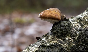 Close-up of a small brown mushroom growing on a fallen tree branch in a natural forest setting, showcasing macro photography details.