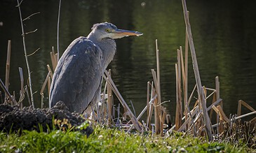 Heron standing among reeds by a calm water body, captured in natural light.
