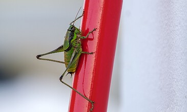 A lush green grasshopper clings to a bright red stick, showcasing detailed textures and vibrant colors in a macro shot.