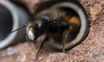 A macro photograph of a bee entering a pipe, highlighting detailed textures of the bee and the surrounding brick surface. A bee entering a pipe, close-up shot of a bee at the entrance of a pipe, showcasing macro photography of a bee in its natural environment.