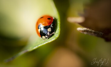 Close-up of a ladybug on a leaf, highlighting detailed macro photography of insects in nature. A ladybug crawling on a green leaf in a natural outdoor setting, showcasing macro photography of insects.