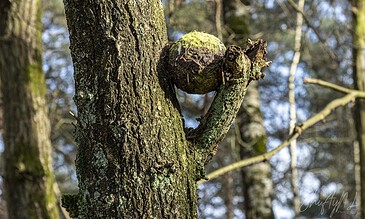 A lush moss-covered tree trunk with a prominent knobby growth in a dense forest setting.