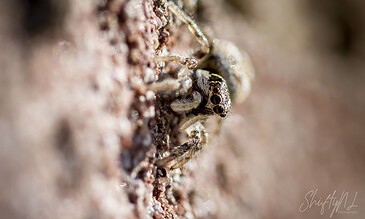 Close-up of a small crab spider blending into tree bark, highlighting macro nature photography and intricate details of wildlife. A tiny crab spider camouflaged on a textured tree bark surface, showcasing macro wildlife photography.