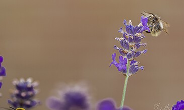 A bee collecting nectar from a purple lavender flower with a blurred background.