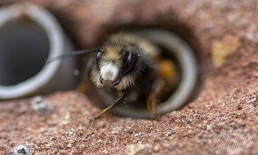 A bee emerging from a small pipe in a natural setting, showcasing macro photography of insect behavior and habitat.