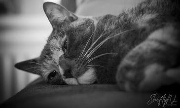 A close-up black and white photograph of a cat resting on a surface, highlighting its calm expression and intricate fur details. A cat lying peacefully on a soft surface, captured in black and white, showcasing its relaxed demeanor and detailed fur texture.