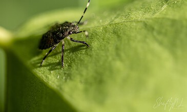 Tiny insect on a vibrant green leaf, macro shot highlighting detailed textures and natural environment.