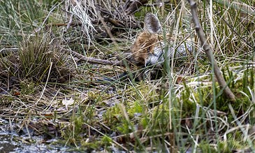 A lush wetland scene featuring a young fox camouflaged among tall grasses and reeds, blending seamlessly into its natural habitat.