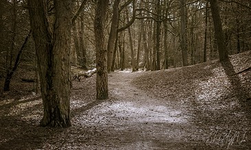 A lush forest trail in late autumn with bare trees and a light dusting of snow on the ground, creating a peaceful and natural scene perfect for nature photography.