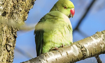 A bird perched on a tree branch with a bright blue sky background.