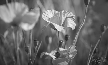 Black and white close-up of delicate poppy flowers with detailed petals and seed pods, capturing natural beauty and intricate textures in a monochrome style.