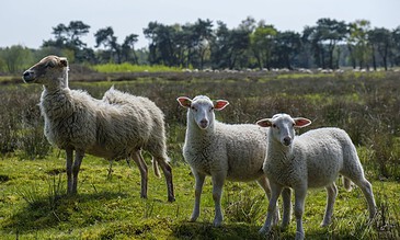 A peaceful rural scene featuring a sheep and two lambs in a lush green field, capturing the tranquility of countryside life. A sheep and two lambs standing in a grassy field with trees in the background.