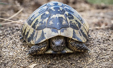 Close-up of a baby turtle emerging from the soil, showcasing detailed shell patterns and tiny limbs in a natural habitat.