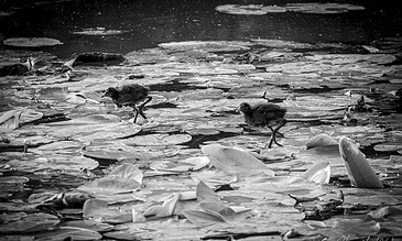 A bird chick standing on floating lily pads on a pond, captured in black and white.