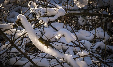 Snow-covered branches and twigs in a winter landscape, with sunlight illuminating the scene.