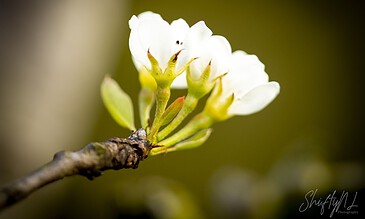 Close-up of a delicate white flower on a branch, captured with macro photography techniques, highlighting the beauty of nature. A white flower blooming on a thin branch with a blurred green background, showcasing macro nature photography.