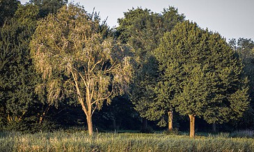 A lush riverside scene featuring a variety of trees, including a prominent deciduous tree with sparse foliage and several dense evergreen trees, illuminated by warm sunlight.