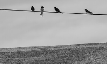 Four small birds sit on a wire, creating a serene and simple natural scene captured in monochrome. A birdwatching scene featuring four small birds perched on a thin wire against a minimalist sky background in black and white.