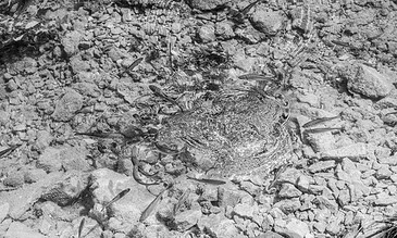 Close-up of a crab on rocky terrain, showcasing natural camouflage and intricate textures in a monochrome style. A detailed black and white photograph of a small crab camouflaged on rocky, textured ground, blending seamlessly with its environment.