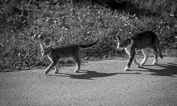 A cat walking along a paved path in a natural outdoor setting, captured in black and white.