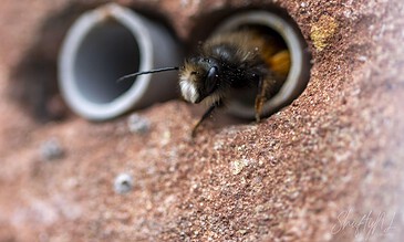 A bee entering a small hole in a brick wall, capturing a close-up macro shot of the insect and textured surface.