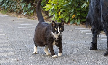 A cat walking on a paved path with greenery in the background, captured in natural light.