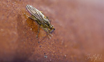 Close-up of a tiny fly on a rusty surface, showcasing detailed macro photography with vibrant textures and natural colors.